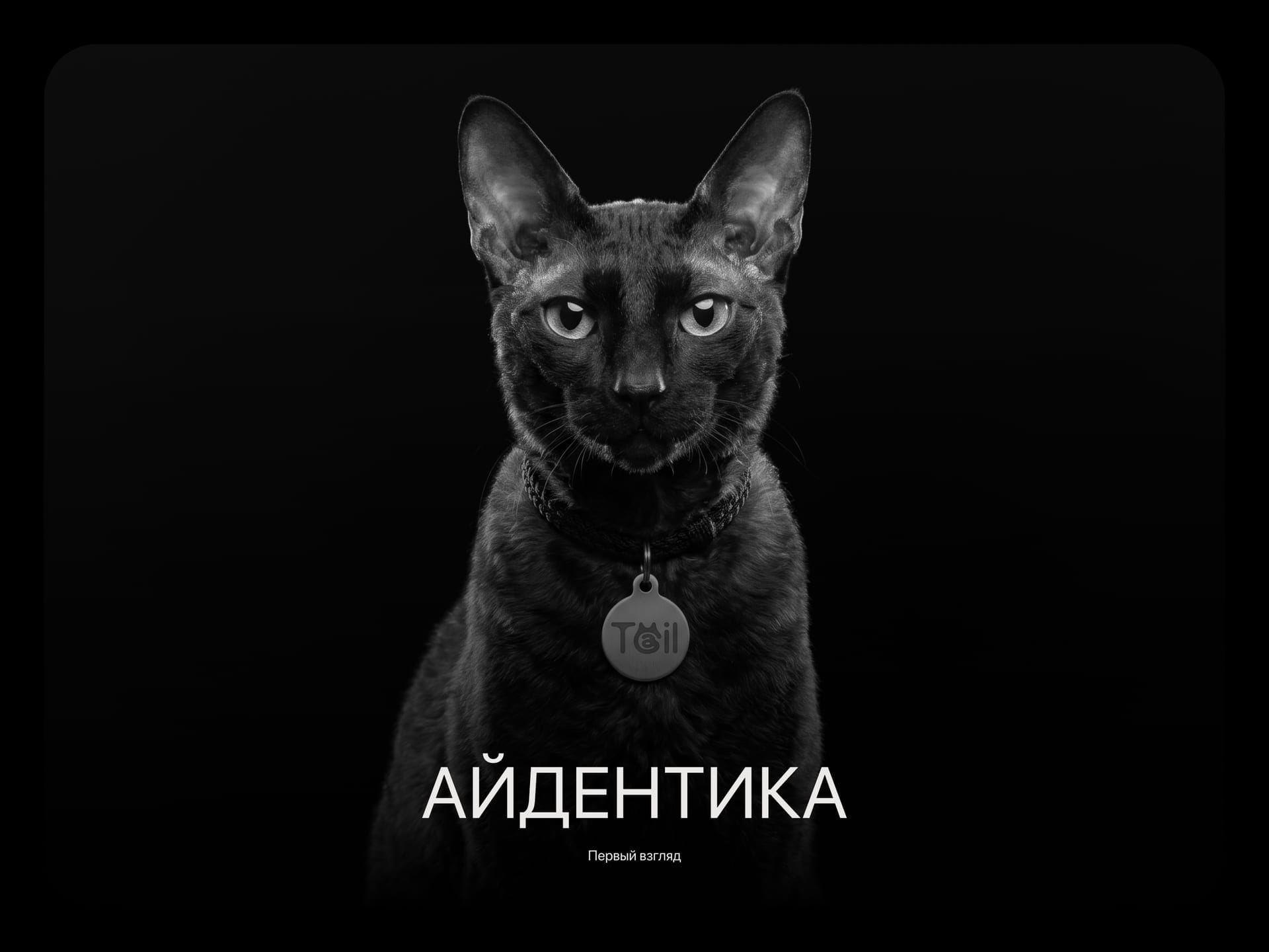 Tail: продуктовый набор и брендированные носители